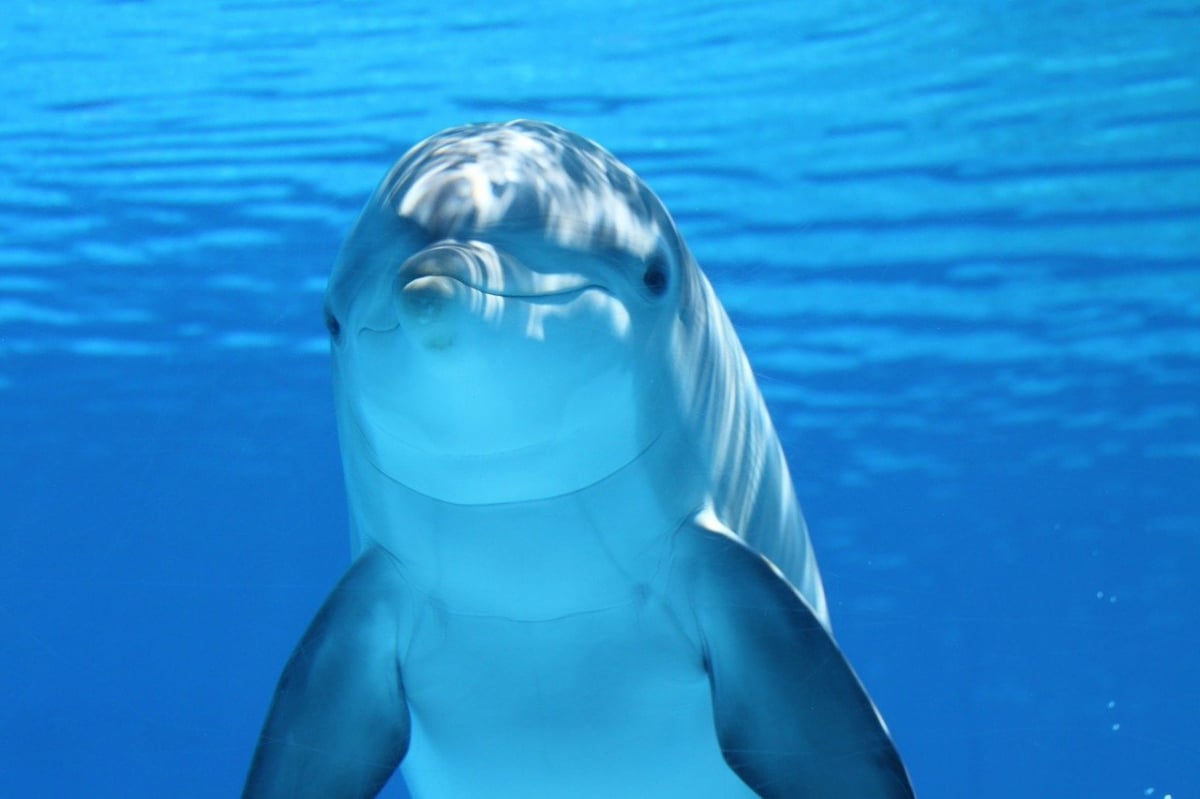 Delfin-criatura-marina
