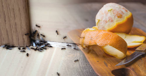 soluciones naturales mantener hormigas fuera casa soluciones naturales mantener hormigas fuera casa