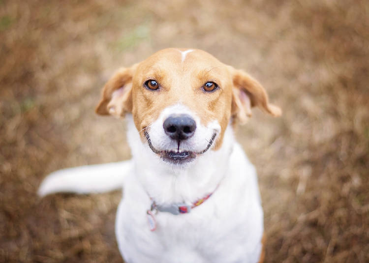 perro sonriente