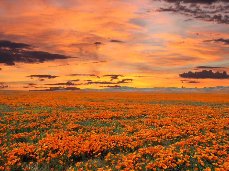 amapolas