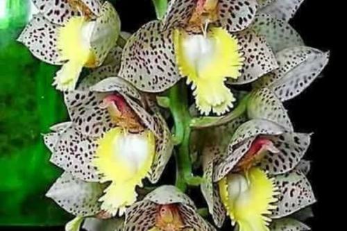 orquídea Las flores masculinas poseen una estructura sensible al tacto denominada \"antena\" y cuando un insecto polinizador se posa genera la eyección de una masa de polen (Foto: Pinterest)