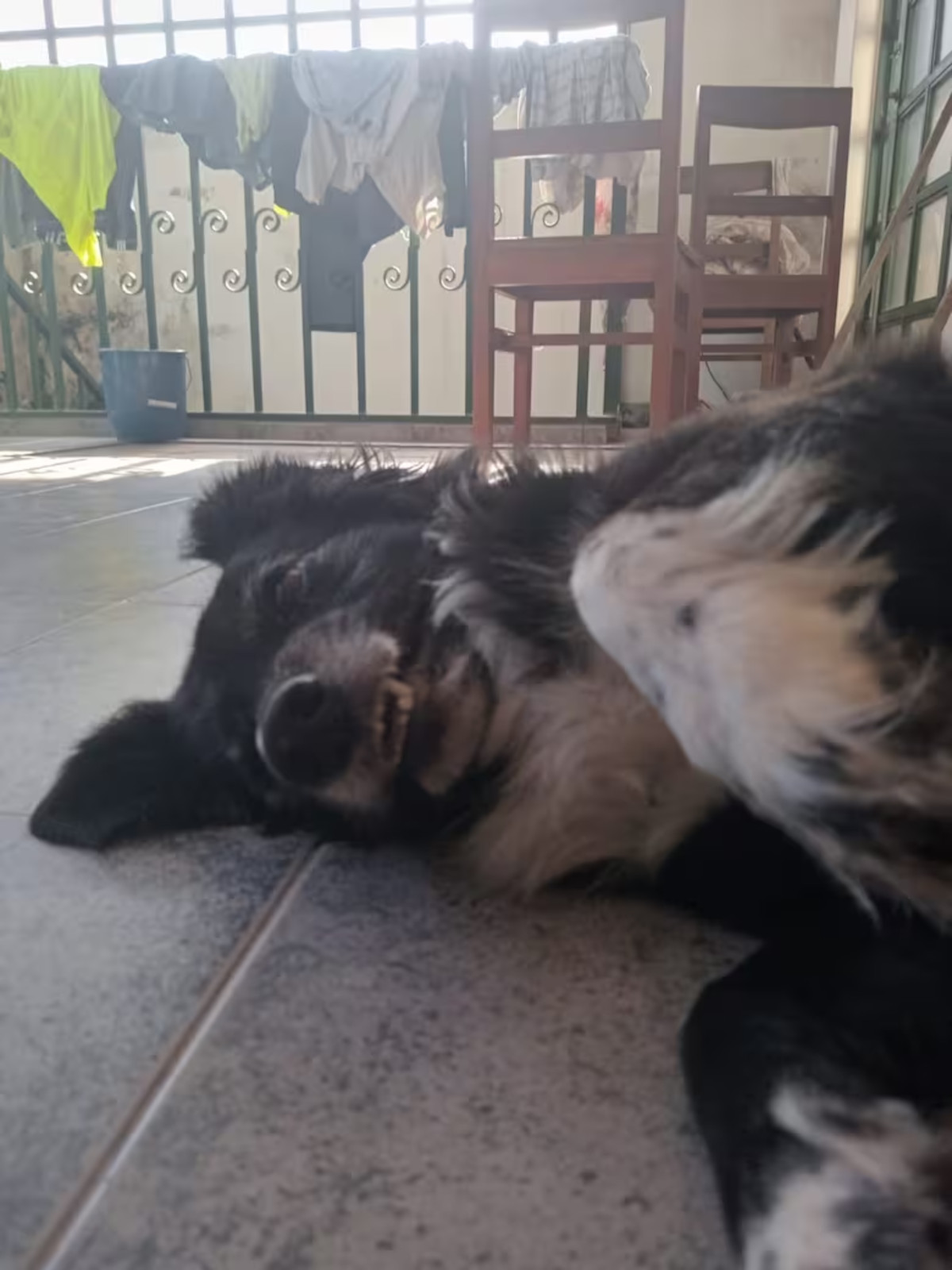 perro rocco3 perro rocco3