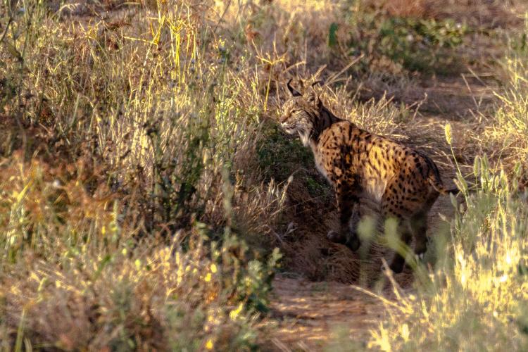 lince ibérico