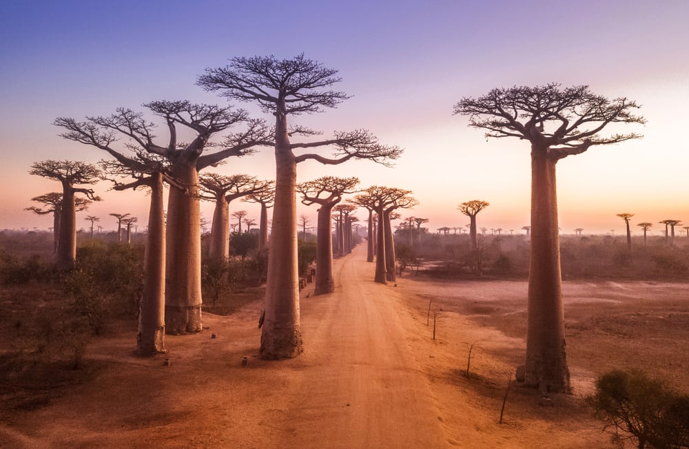 baobabs