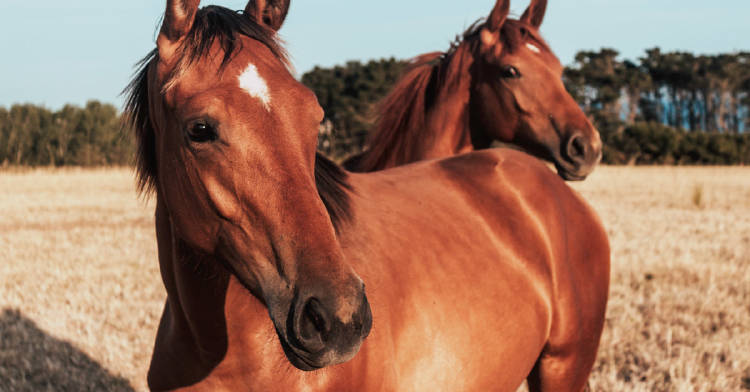 terapia alternativa caballos terapia alternativa caballos