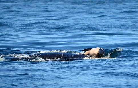 El amor animal: lo que esta orca hizo durante 3 días te sacará sin dudas una lágrima
