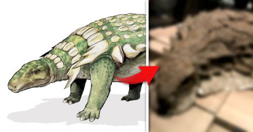 primer dinosaurio historia descubierto perfectas condiciones primer dinosaurio historia descubierto perfectas condiciones