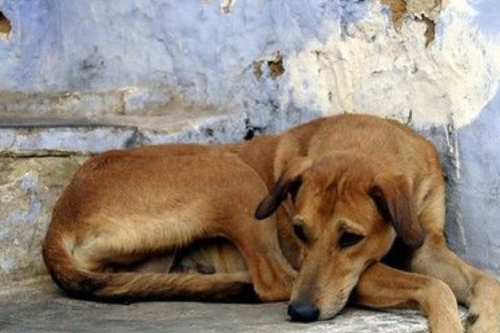 perro callejero Imagen: Pinterest