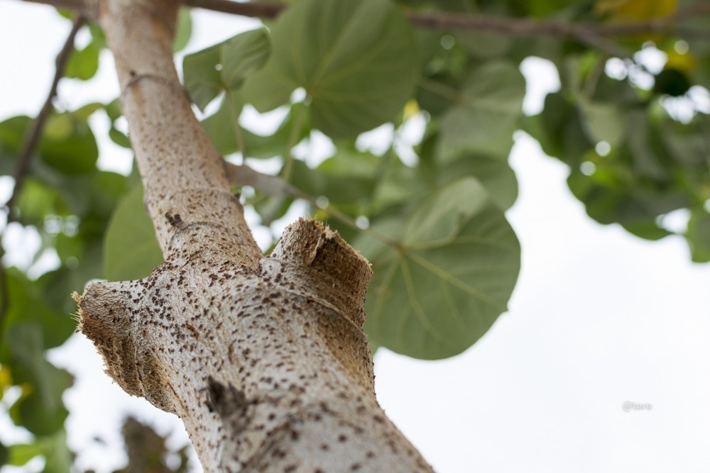 Cómo podar correctamente a un árbol | Bioguia