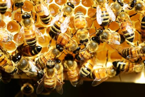 panal de abejas (1)