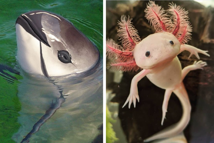 animales extincion 7 animales en peligro de extinción que podrían desaparecer esta década. (Foto: Pinterest)