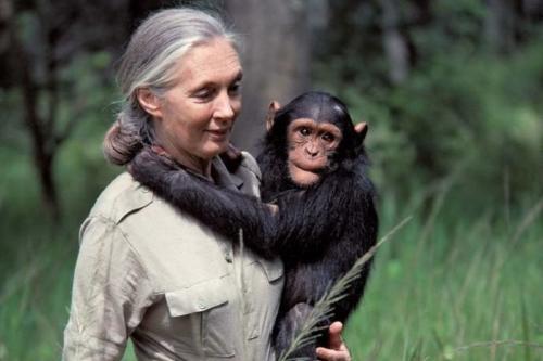 Jane Goodall Conocida como la mayor experta en chimpancés del mundo, Jane Goodall dejó una huella imborrable en la ciencia, la ecología y la defensa de los animales. (Imagen: Pinterest)