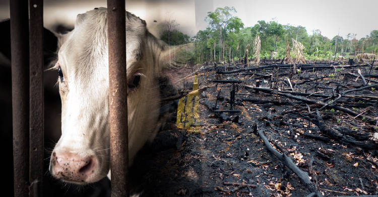 dejar-consumo-carne-salvar-amazonas