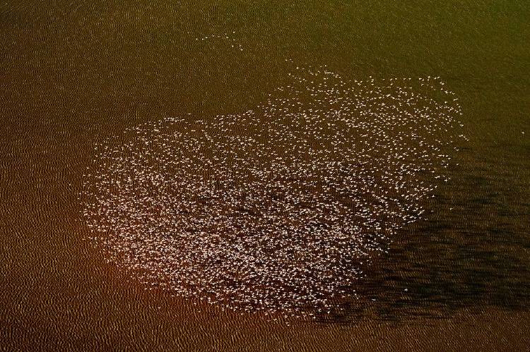 For the love of Flamingoes Peter Hudson For the love of Flamingoes Peter Hudson