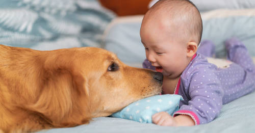 preparar perro llegada bebe preparar perro llegada bebe