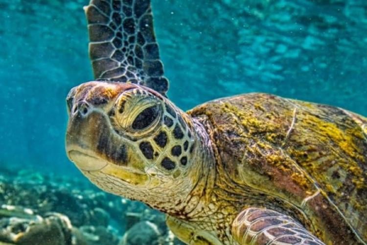 tortuga marina Imagen: 11. Cada tortuga que logra sobrevivir es una victoria para el océano. Y cada decisión consciente suma para que ese número —hoy tan bajo— pueda cambiar. (Imagen: Pinterest)
