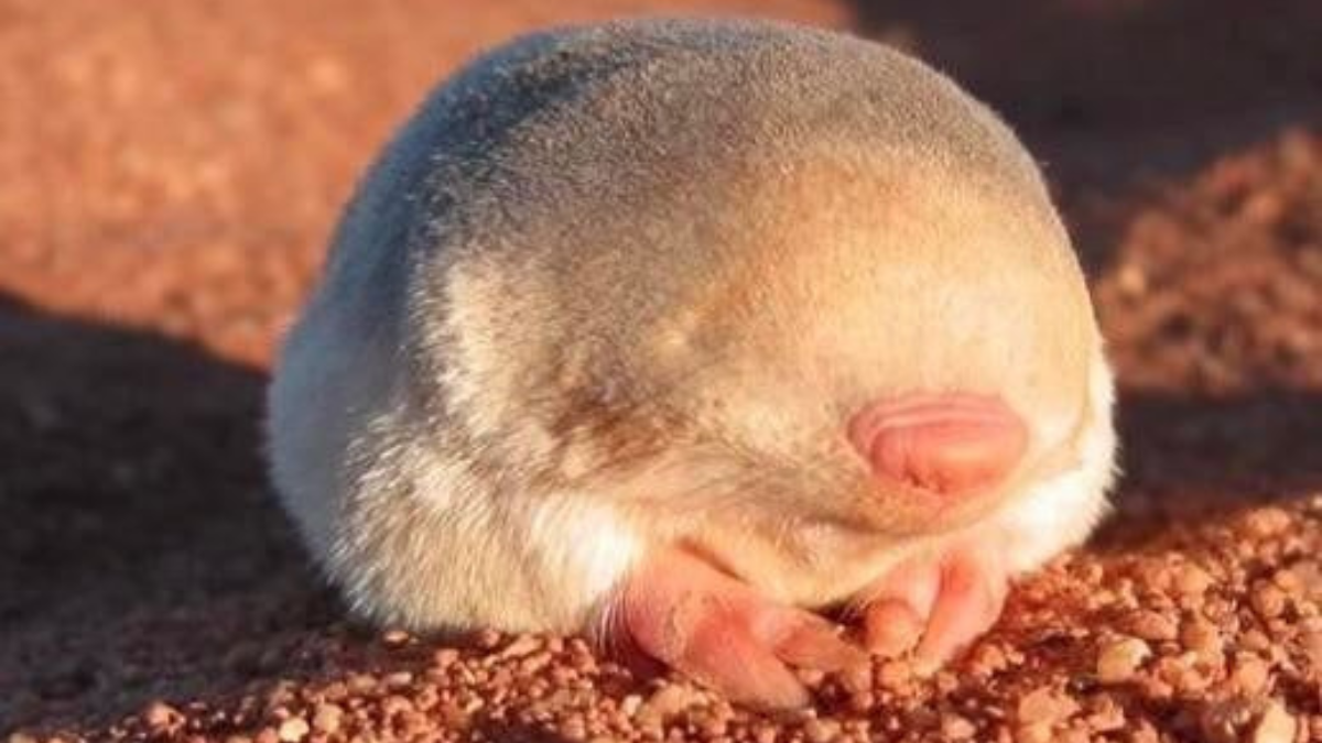 canva 2024 12 12T090813.493 ¿Cómo el topo dorado, ciego y sordo, escucha a través de la arena? (Foto: Pinterest)