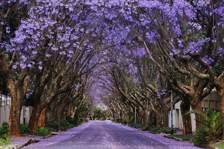 jacaranda AdobeStock_230583149