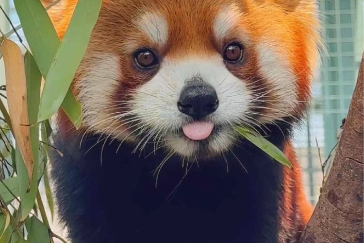 panda rojo .png Esta iniciativa, inspirada en el famoso Frozen Zoo de San Diego, abre una nueva esperanza para frenar la extinción y restaurar la biodiversidad perdida. (Imagen: Pinterest)