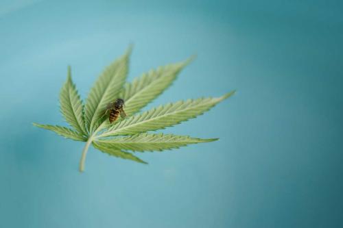 ¿Pueden la marihuana y el cáñamo salvar las abejas de su extinción?