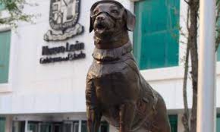 frida perrita2 frida perrita2