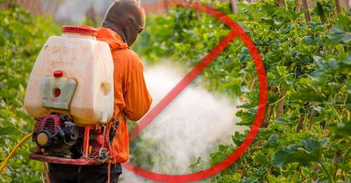 esta ciudad prohibio el uso del glifosato esta ciudad prohibio el uso del glifosato