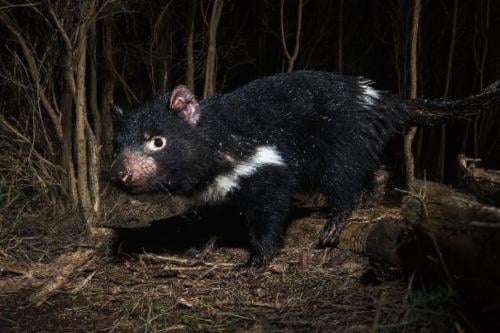 demonio de tasmania Imagen: cerebrodigital.com