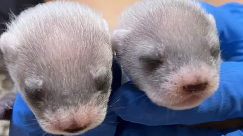 Comadrejas La clonación se presenta como una herramienta innovadora en la lucha por preservar la diversidad genética de especies al borde de la extinción.