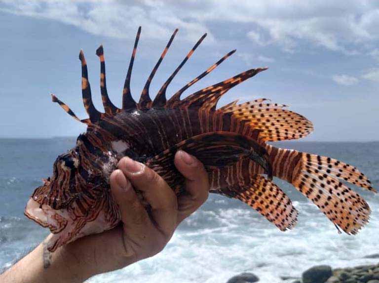 pez leon caribe3 pez leon caribe3