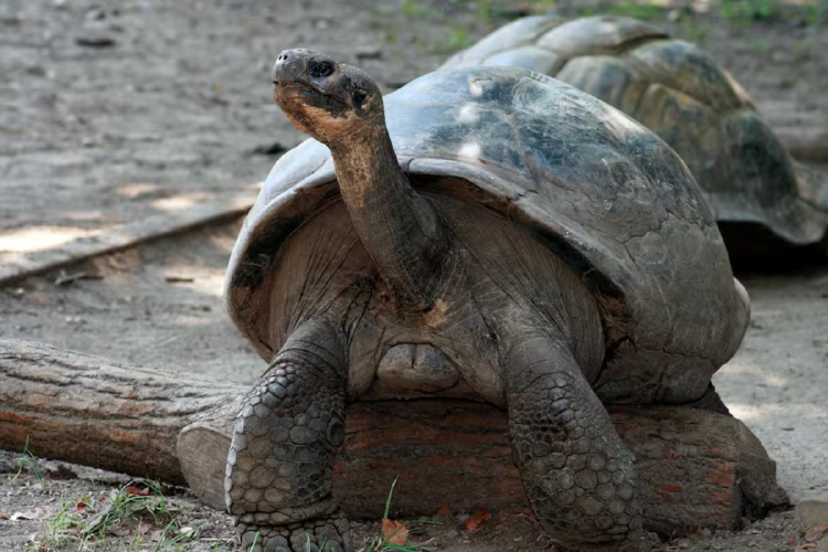 tortuga El nacimiento representa una nueva línea genética para una especie críticamente amenazada
