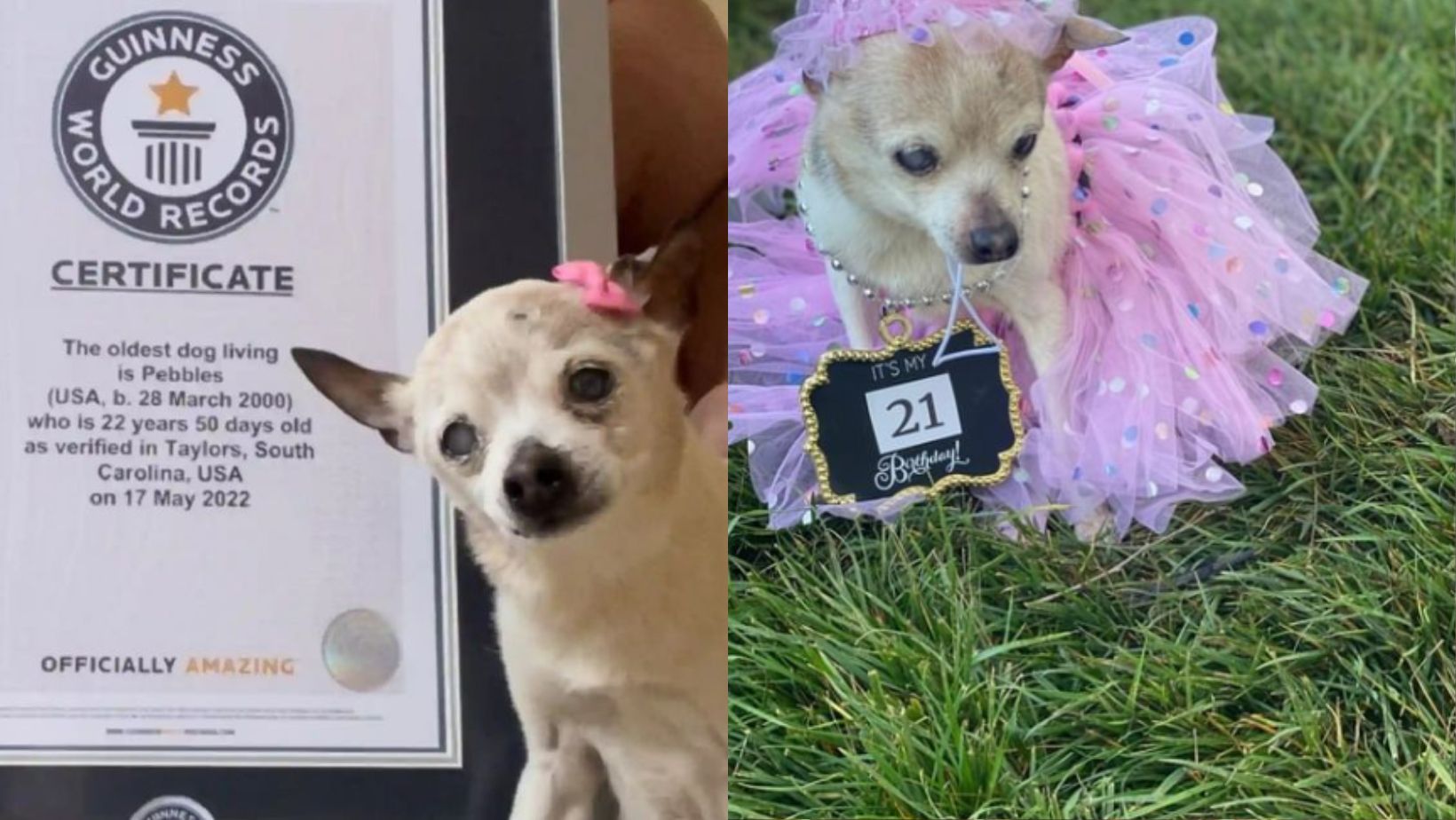 _portada bioguia _portada bioguia