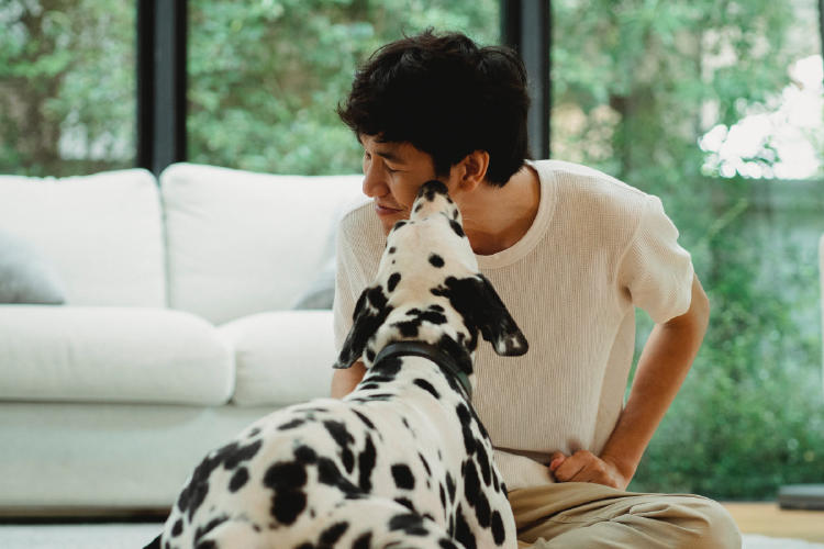 perro lamer cara2 perro lamer cara2