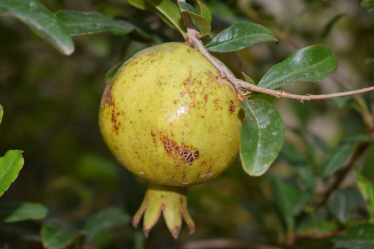 té de hojas de guayaba