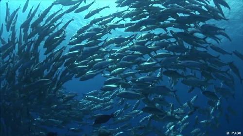 62991113 401 62991113 401