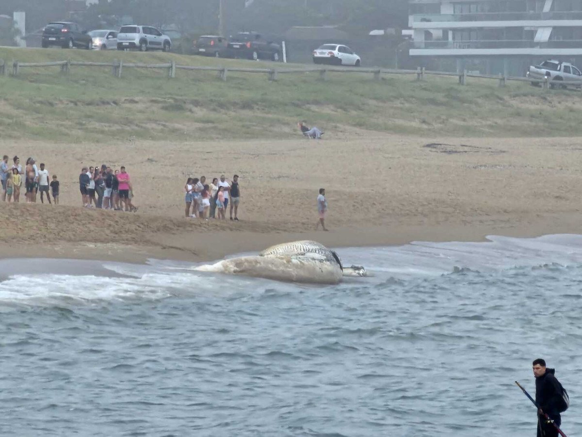 ballena muerta uruguay2