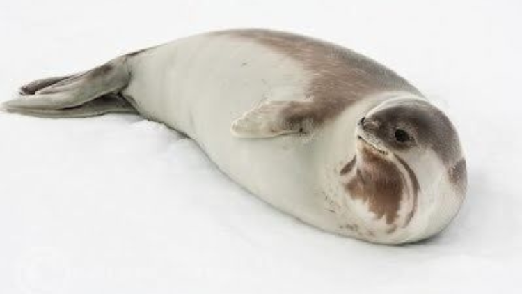 foca ross Quedan reflejadas, en la morfología del oído de los distintos grupos de focas, las diferentes etapas de la adaptación a una más estricta vida acuática\" (Foto: Pinterest