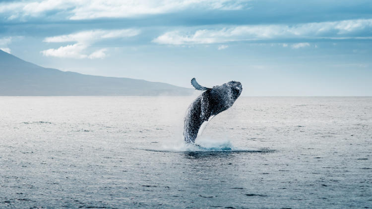 ballenas islandia AdobeStock_581480695