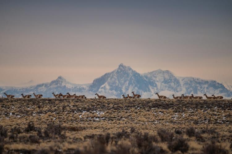 guanaco