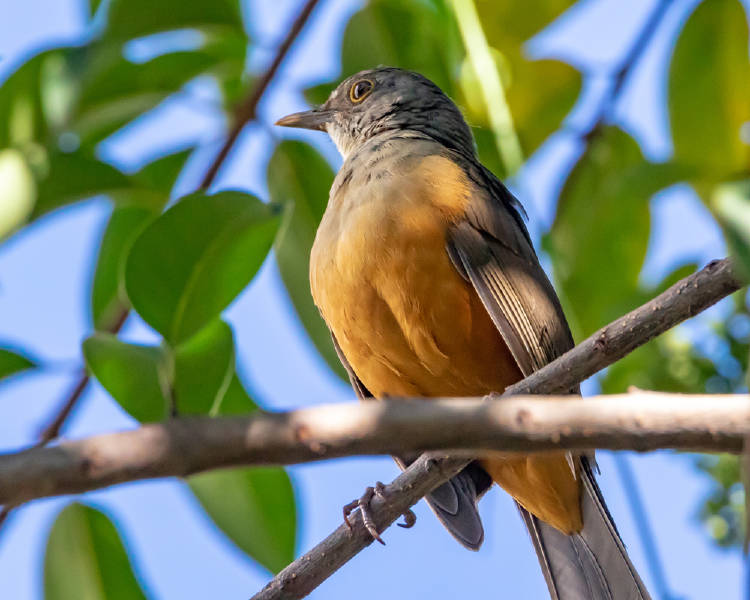 Turdus rufiventris