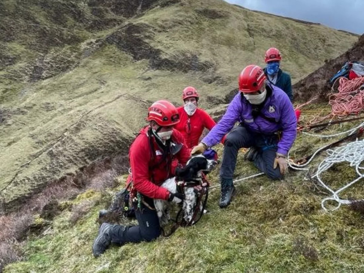 rescate perro3 rescate perro3