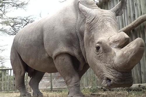 rinoceronte Imagen: www.bbc.com