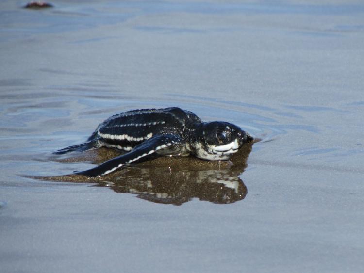 FFI NICARAGUA 2 FFI NICARAGUA 2