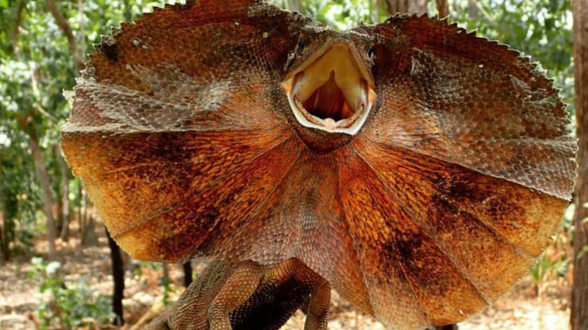 reptil con alas Australia: jóvenes se asustan con un dragón con volantes que los sorprendió de forma inisual. Foto: Pinterest