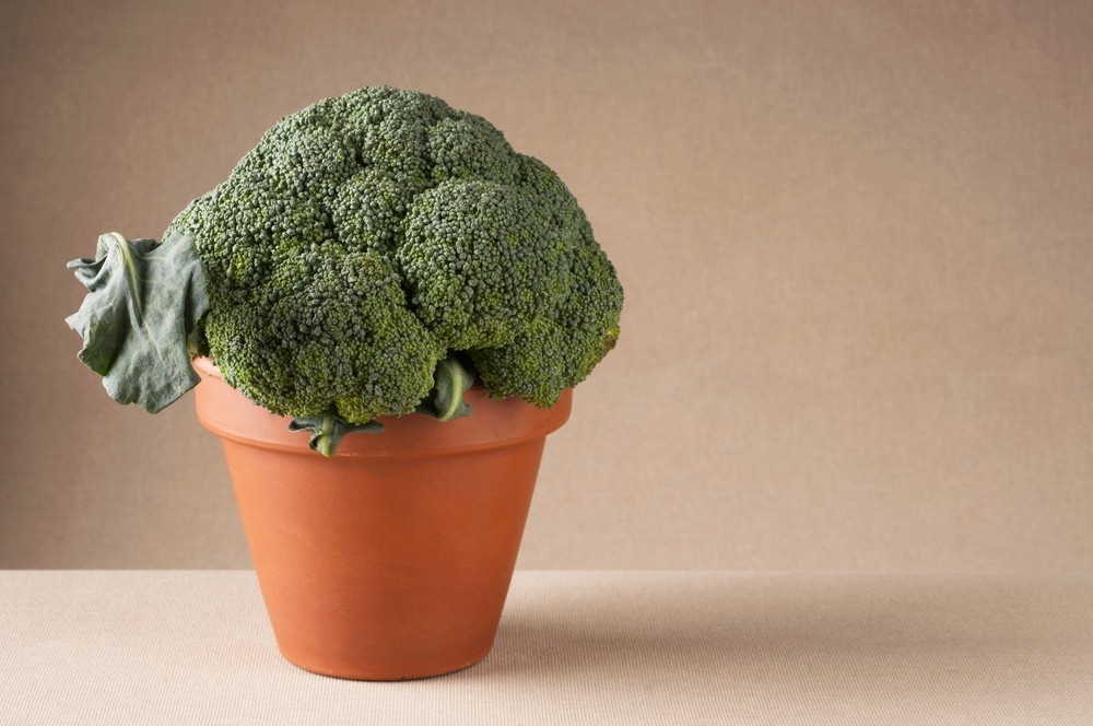 juicio Año collar Cómo cultivar brócoli en maceta y algunas recetas para utilizarlo | Bioguia