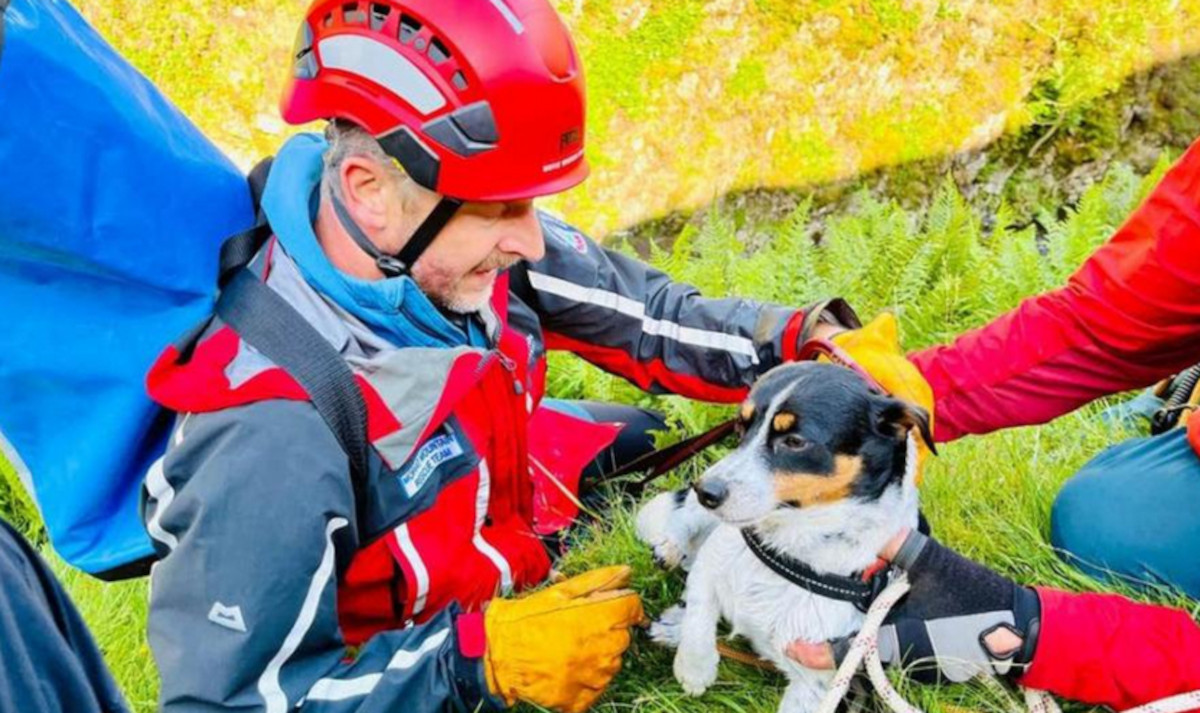 rescate perro rescate perro