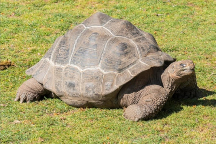tortuga gigante tortuga gigante