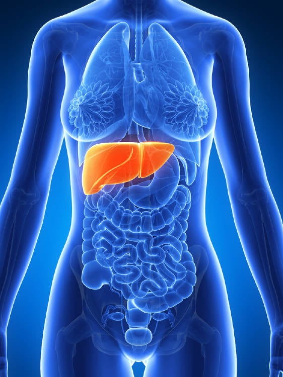higado Ilustración del cuerpo humano que destaca el hígado