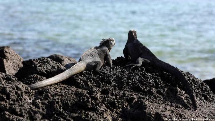Zonas marinas protegidas Las zonas marinas protegidas han permitido que las especies prosperen lejos de la interferencia humana.