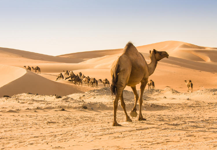 camellos camellos