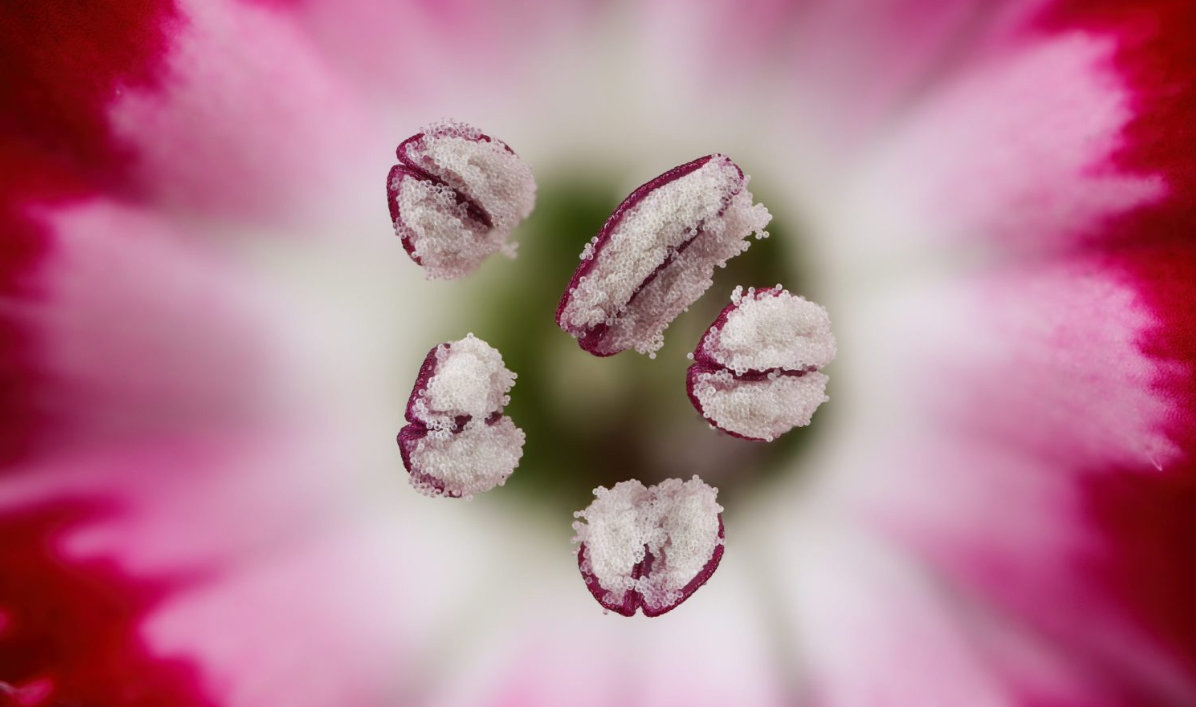 7 Dr. Guillermo López López Small World Photomicrography Competition 7 Dr. Guillermo López López Small World Photomicrography Competition